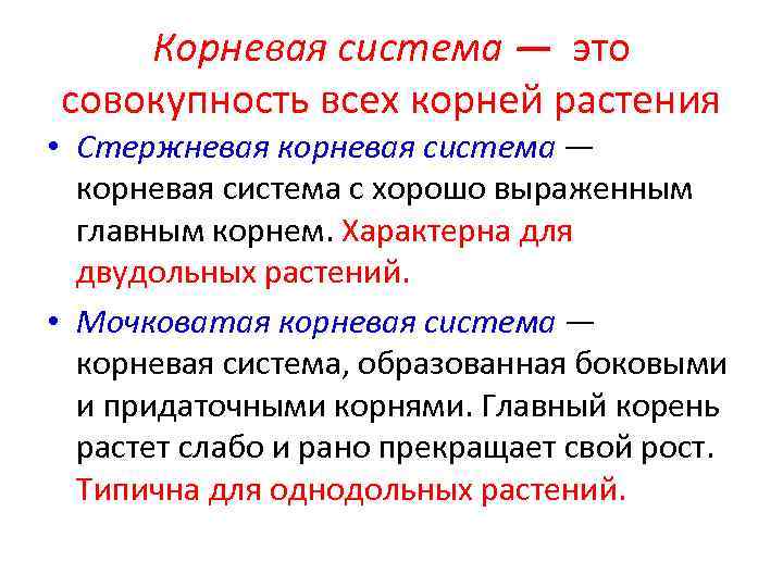 Корневая система — это совокупность всех корней растения • Стержневая корневая система — корневая