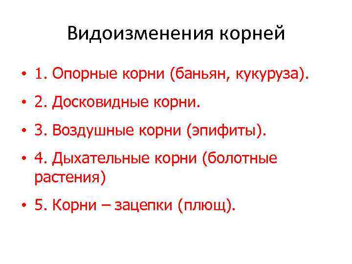 Видоизменения корней • 1. Опорные корни (баньян, кукуруза). • 2. Досковидные корни. • 3.