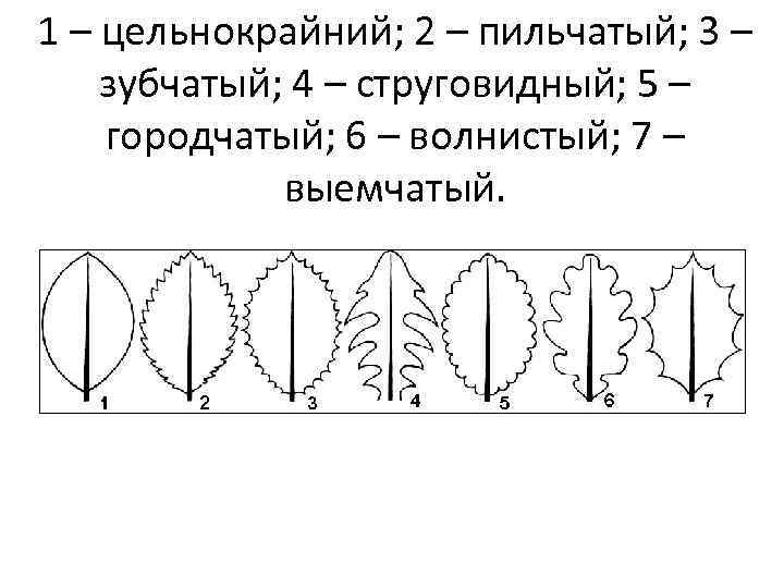1 – цельнокрайний; 2 – пильчатый; 3 – зубчатый; 4 – струговидный; 5 –