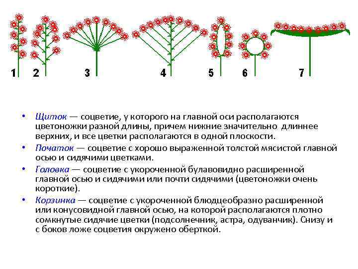 Определенные соцветия