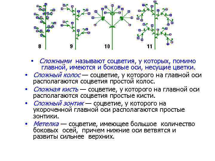  • • • Сложными называют соцветия, у которых, помимо главной, имеются и боковые