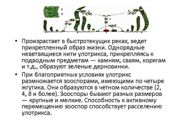  • Произрастает в быстротекущих реках, ведет прикрепленный образ жизни. Однорядные неветвящиеся нити улотрикса,