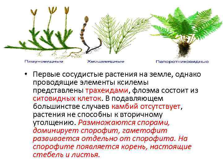  • Первые сосудистые растения на земле, однако проводящие элементы ксилемы представлены трахеидами, флоэма