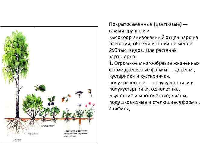 Покрытосеменные (цветковые) — самый крупный и высокоорганизованный отдел царства растений, объединяющий не менее 250