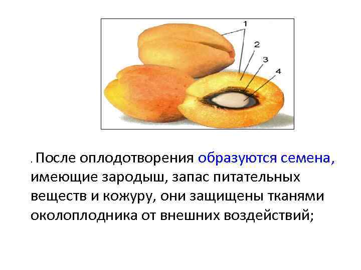 После оплодотворения образуются семена, имеющие зародыш, запас питательных веществ и кожуру, они защищены тканями