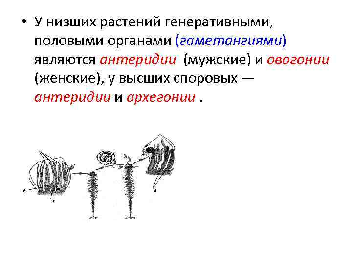  • У низших растений генеративными, половыми органами (гаметангиями) являются антеридии (мужские) и овогонии