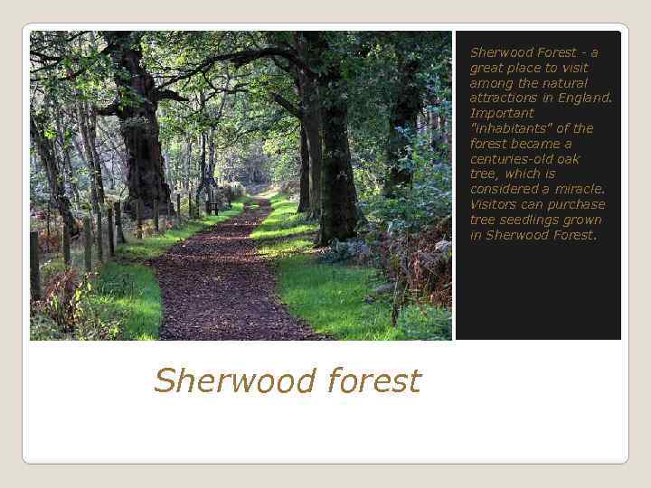 Sherwood Forest - a great place to visit among the natural attractions in England.