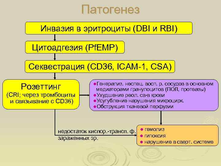 Патогенез Инвазия в эритроциты (DBI и RBI) Цитоадгезия (Pf. EMP) Секвестрация (CD 36, ICAM-1,