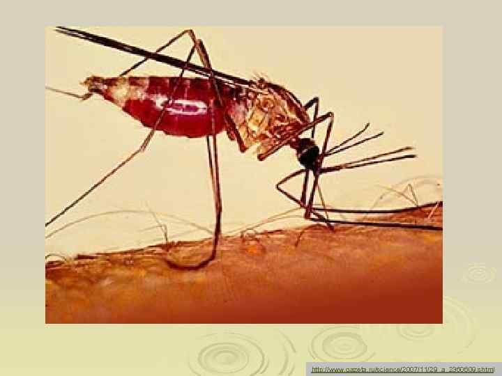 http: //www. gazeta. ru/science/2007/11/29_a_2360609. shtml 