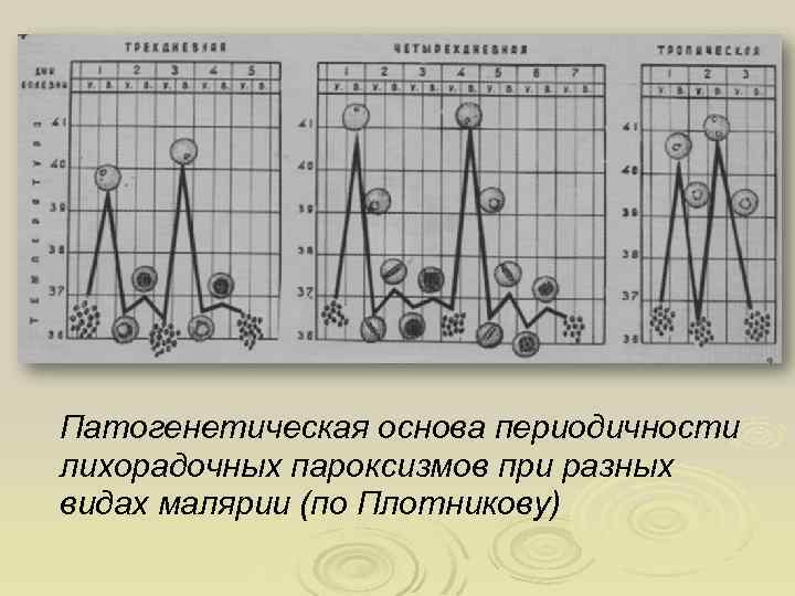 Патогенетическая основа периодичности лихорадочных пароксизмов при разных видах малярии (по Плотникову) 