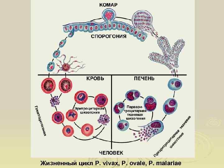 Цикл малярии. Жизненный цикл малярийного плазмодия. Жизненный цикл плазмодия схема. Цикл малярийного малярийного плазмодия. Цикл малярийного плазмодия схема.