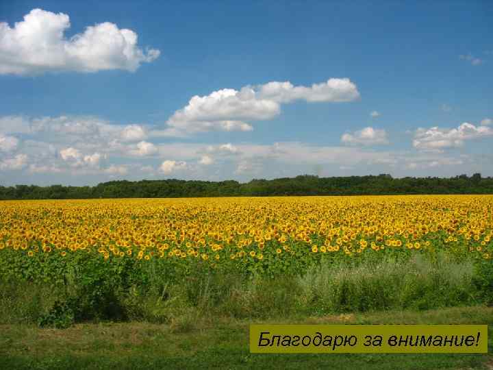 Благодарю за внимание! 