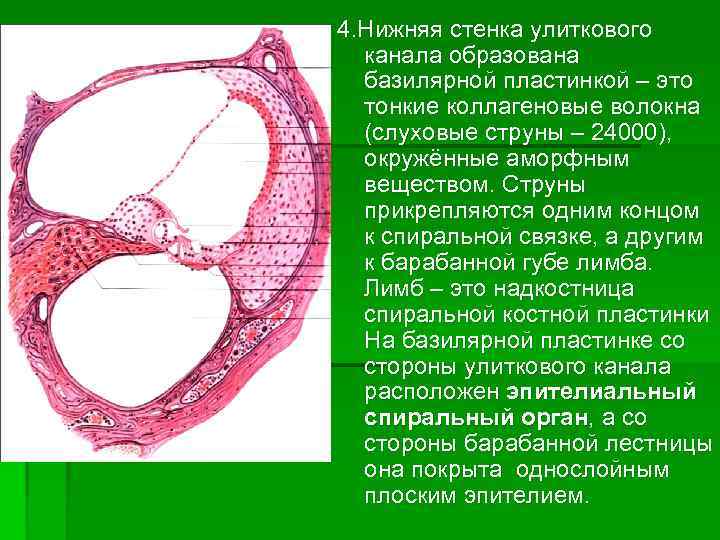 4. Нижняя стенка улиткового канала образована базилярной пластинкой – это тонкие коллагеновые волокна (слуховые