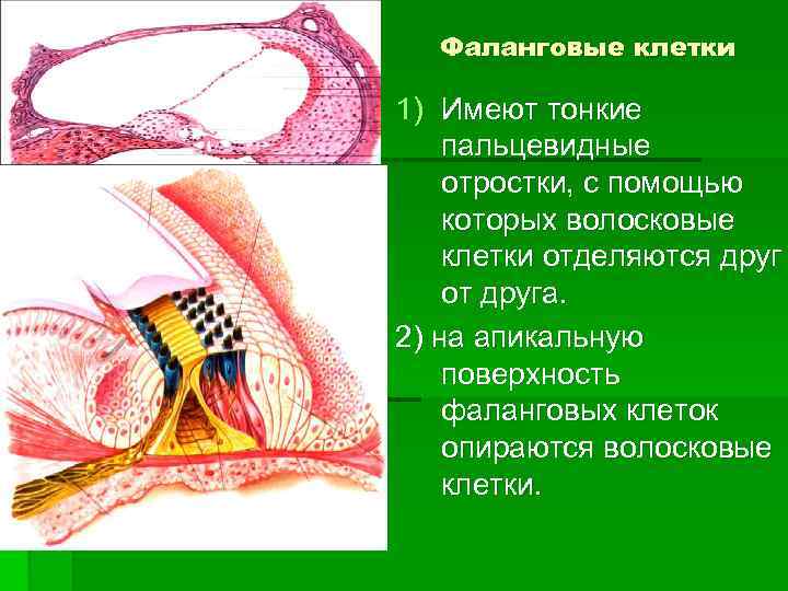 Фаланговые клетки 1) Имеют тонкие пальцевидные отростки, с помощью которых волосковые клетки отделяются друг