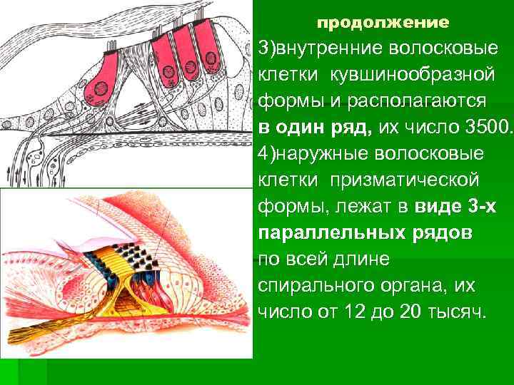 продолжение 3)внутренние волосковые клетки кувшинообразной формы и располагаются в один ряд, их число 3500.