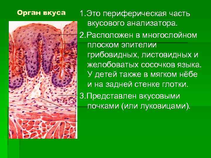 Орган вкуса 1. Это периферическая часть вкусового анализатора. 2. Расположен в многослойном плоском эпителии