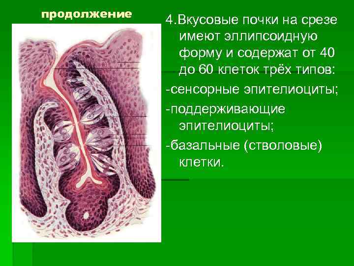 продолжение 4. Вкусовые почки на срезе имеют эллипсоидную форму и содержат от 40 до