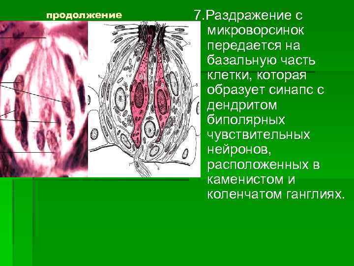 продолжение 7. Раздражение с микроворсинок передается на базальную часть клетки, которая образует синапс с