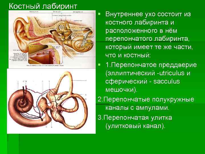 Костный лабиринт § Внутреннее ухо состоит из костного лабиринта и расположенного в нём перепончатого