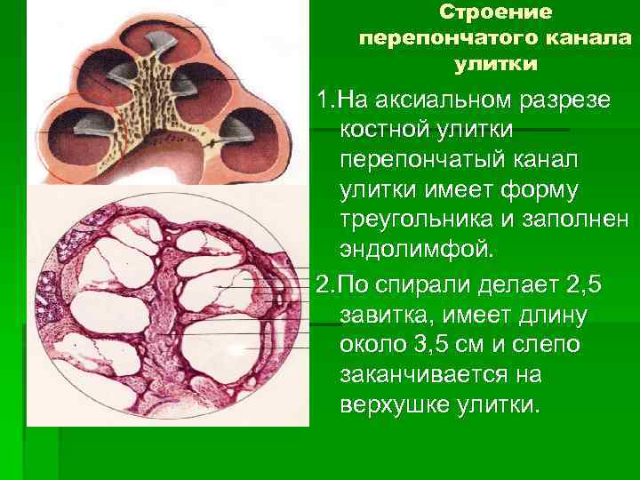 Строение перепончатого канала улитки 1. На аксиальном разрезе костной улитки перепончатый канал улитки имеет