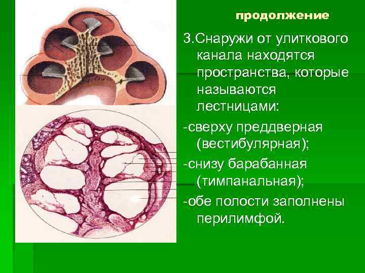 продолжение 3. Снаружи от улиткового канала находятся пространства, которые называются лестницами: -сверху преддверная (вестибулярная);