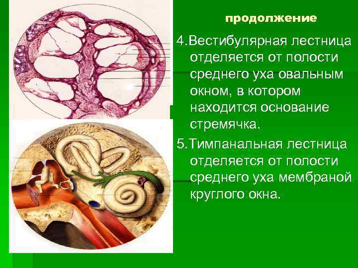 продолжение 4. Вестибулярная лестница отделяется от полости среднего уха овальным окном, в котором находится