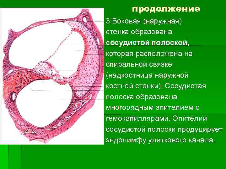 продолжение 3. Боковая (наружная) стенка образована сосудистой полоской, которая расположена на спиральной связке (надкостница