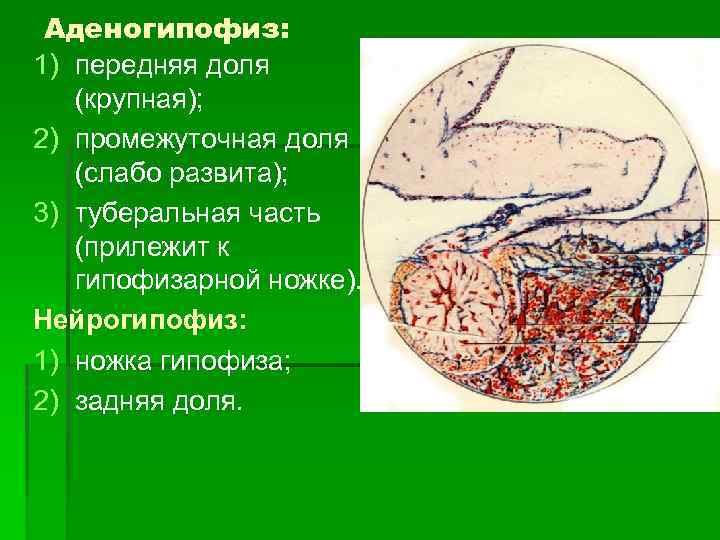 Аденогипофиз: 1) передняя доля (крупная); 2) промежуточная доля (слабо развита); 3) туберальная часть (прилежит