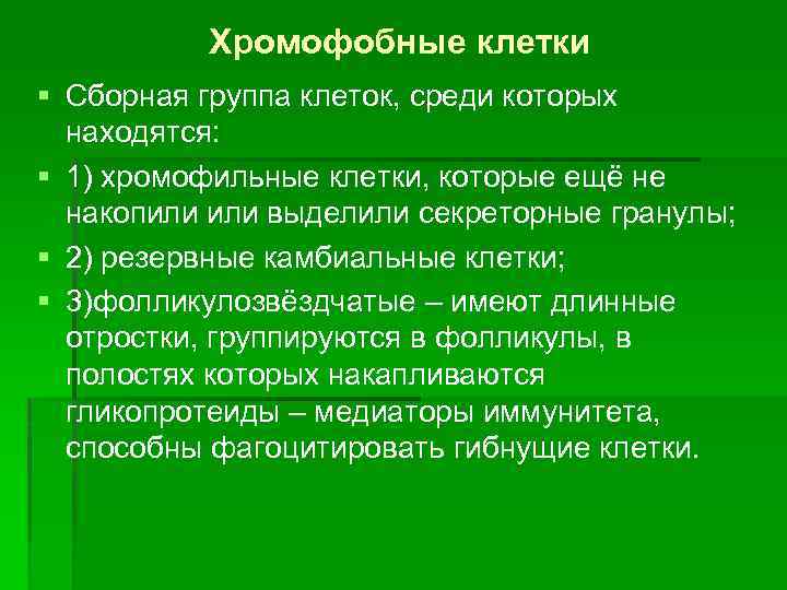 Хромофобные клетки § Сборная группа клеток, среди которых находятся: § 1) хромофильные клетки, которые