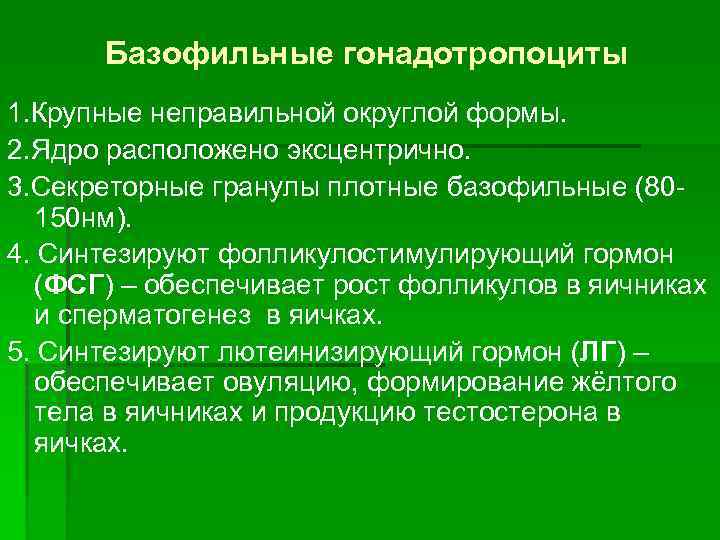 Базофильные гонадотропоциты 1. Крупные неправильной округлой формы. 2. Ядро расположено эксцентрично. 3. Секреторные гранулы