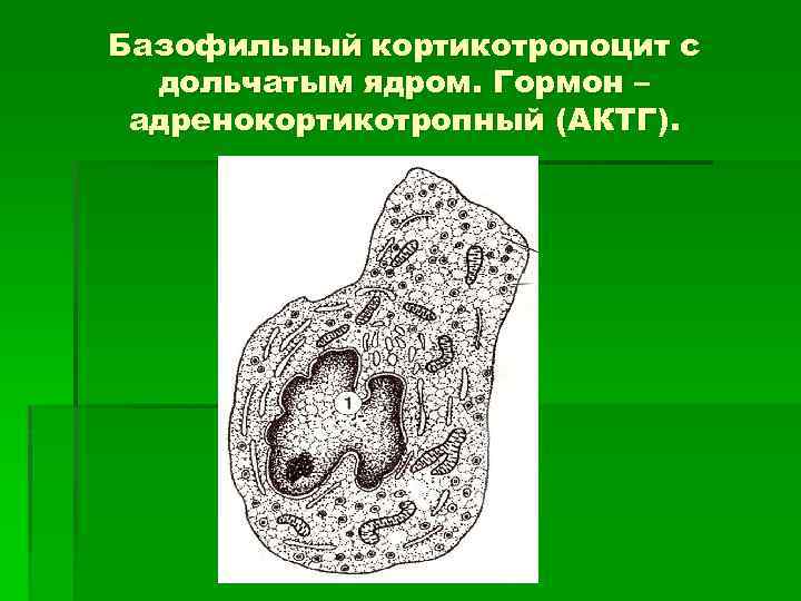 Базофильный кортикотропоцит с дольчатым ядром. Гормон – адренокортикотропный (АКТГ). 