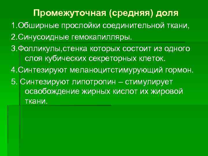 Промежуточная (средняя) доля 1. Обширные прослойки соединительной ткани, 2. Синусоидные гемокапилляры. 3. Фолликулы, стенка