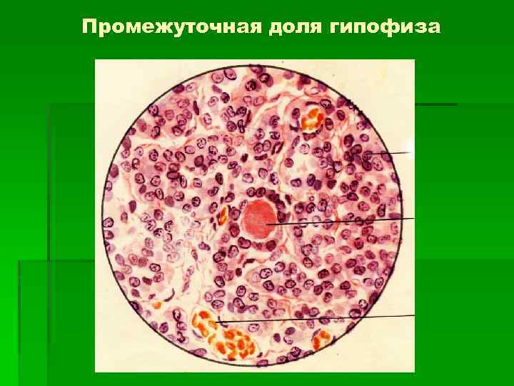 Промежуточная доля гипофиза 