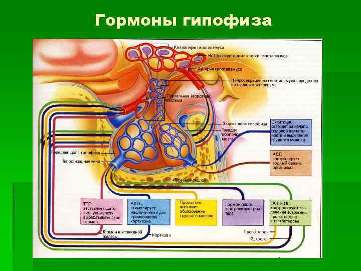 Гормоны гипофиза 