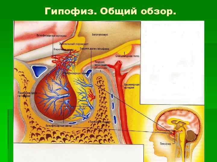 Гипофиз. Общий обзор. 