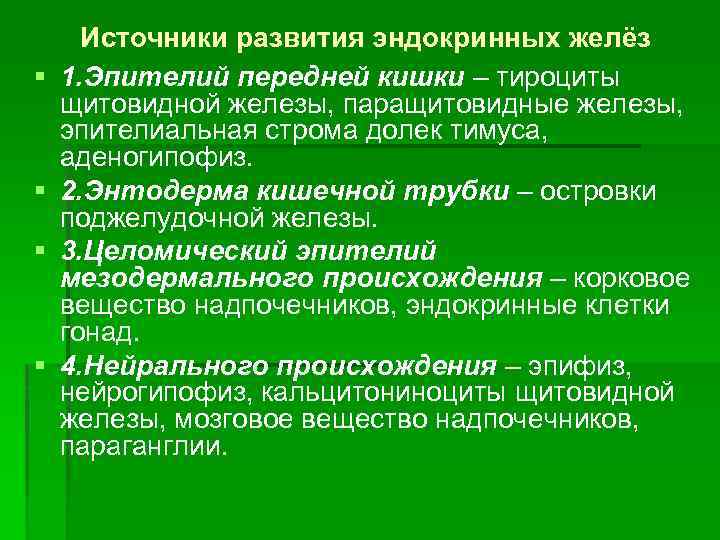 § § Источники развития эндокринных желёз 1. Эпителий передней кишки – тироциты щитовидной железы,