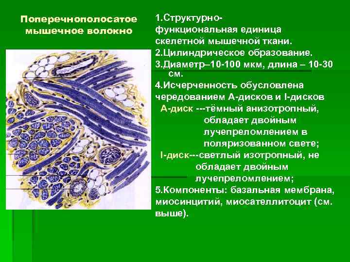 Поперечнополосатое мышечное волокно 1. Структурнофункциональная единица скелетной мышечной ткани. 2. Цилиндрическое образование. 3. Диаметр–