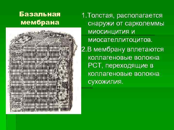 Базальная мембрана 1. Толстая, располагается снаружи от сарколеммы миосинцития и миосателлитоцитов. 2. В мембрану