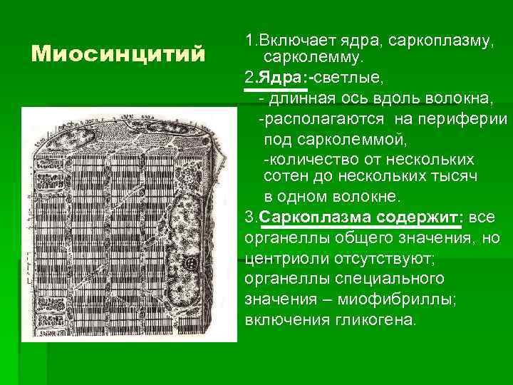 Миосинцитий 1. Включает ядра, саркоплазму, сарколемму. 2. Ядра: -светлые, - длинная ось вдоль волокна,