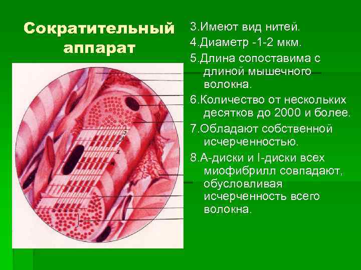 Сократительный аппарат 3. Имеют вид нитей. 4. Диаметр -1 -2 мкм. 5. Длина сопоставима