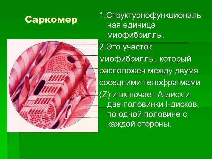 Саркомер 1. Структурнофункциональ ная единица миофибриллы. 2. Это участок миофибриллы, который расположен между двумя