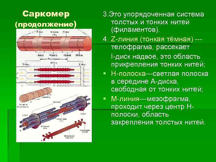 Саркомер (продолжение) 3. Это упорядоченная система толстых и тонких нитей (филаментов). 4. Z-линия (тонкая