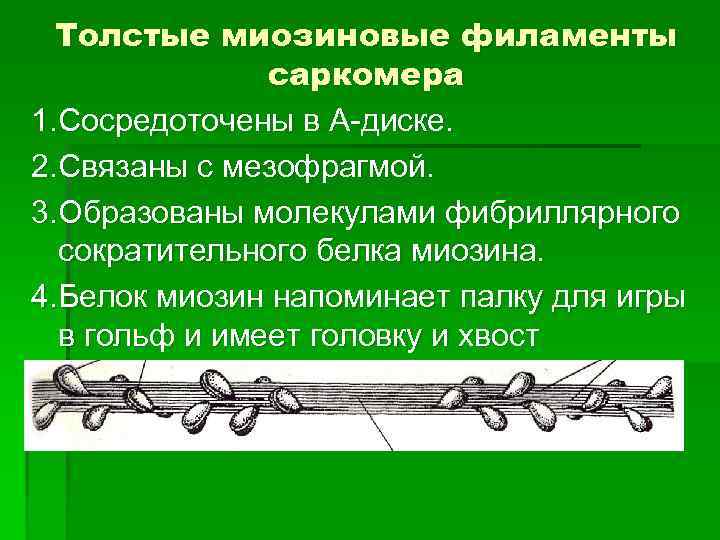 Толстые миозиновые филаменты саркомера 1. Сосредоточены в А-диске. 2. Связаны с мезофрагмой. 3. Образованы