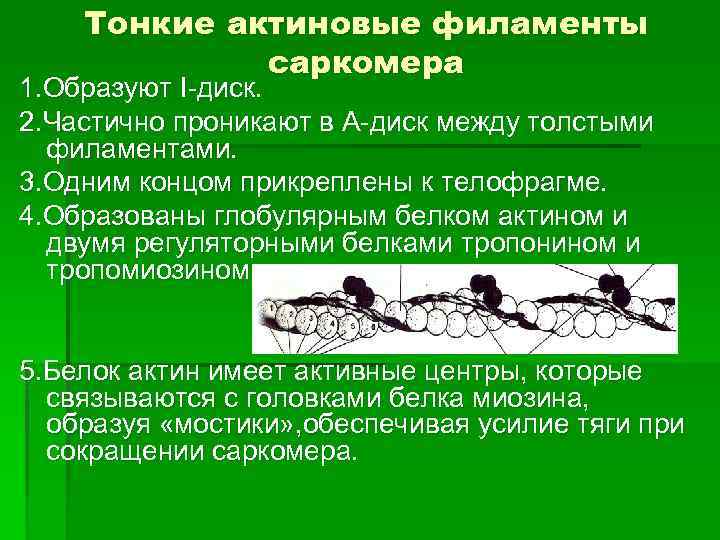 Тонкие актиновые филаменты саркомера 1. Образуют I-диск. 2. Частично проникают в А-диск между толстыми