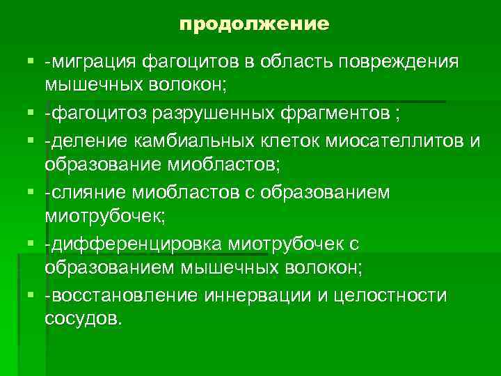 продолжение § -миграция фагоцитов в область повреждения мышечных волокон; § -фагоцитоз разрушенных фрагментов ;