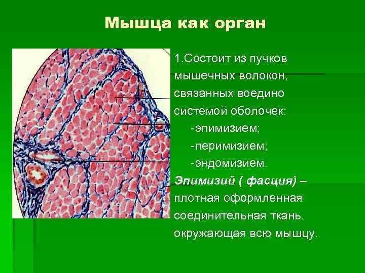 Мышца как орган 1. Состоит из пучков мышечных волокон, связанных воедино системой оболочек: -эпимизием;