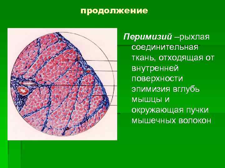 продолжение Перимизий –рыхлая соединительная ткань, отходящая от внутренней поверхности эпимизия вглубь мышцы и окружающая