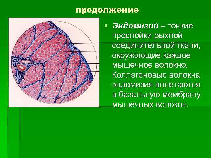 продолжение § Эндомизий – тонкие прослойки рыхлой соединительной ткани, окружающие каждое мышечное волокно. Коллагеновые