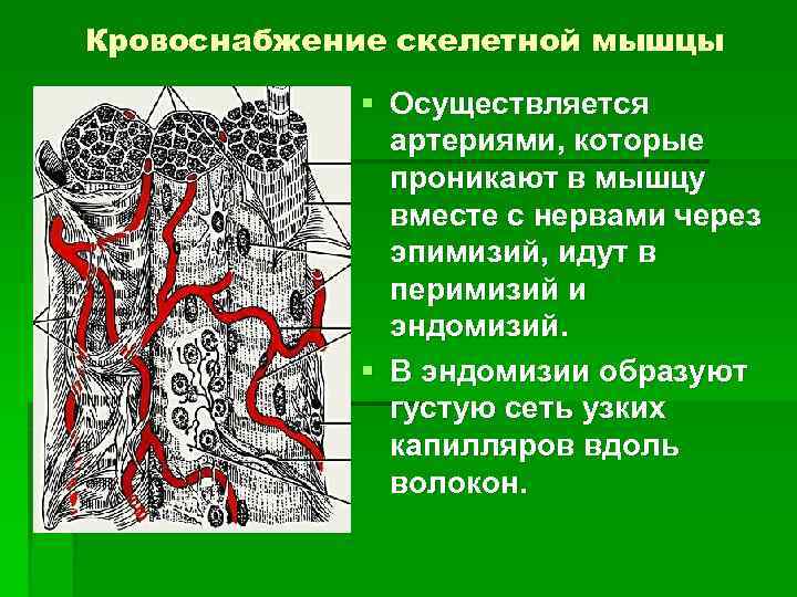 Мышечная ткань кровоснабжение