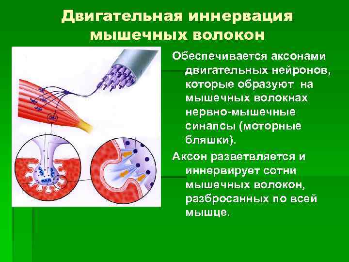 Двигательная иннервация мышечных волокон Обеспечивается аксонами двигательных нейронов, которые образуют на мышечных волокнах нервно-мышечные